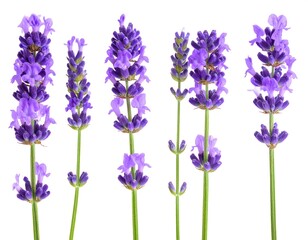 Fototapeta premium Close-up of lavender sprigs