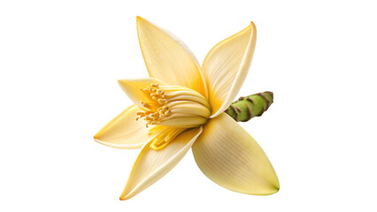 banana flower png tropical blossom png banana inflorescence  isolated on transparent background 