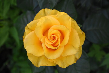 Elegant yellow Roses in Full Bloom
