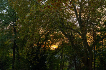 Obraz premium Magical autumn landscapes with colorful foliage, forest paths and golden light