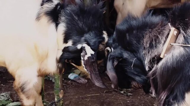 two goats are headbutting