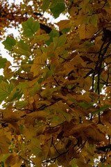 Magical autumn landscapes with colorful foliage, forest paths and golden light

