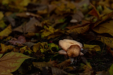 Magical autumn landscapes with colorful foliage, forest paths and golden light

