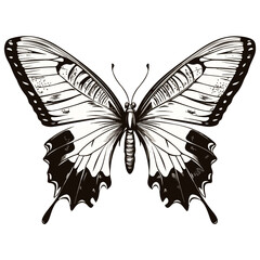 butterfly, insect, animal, vector, transparent background, creature, isolated, nature, beauty, beautiful, wings, wing, pattern