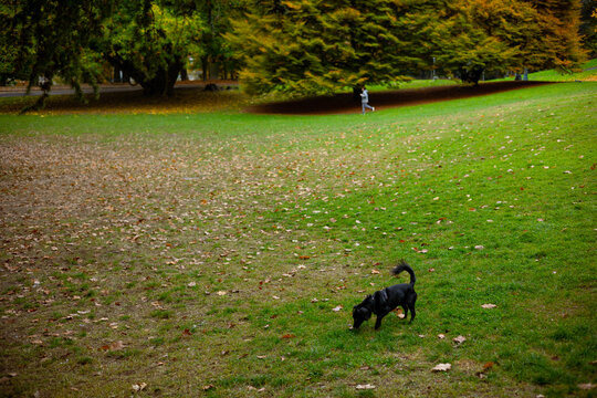 A black dog explores the fallen leaves in Parco del Valentino, Turin, Italy, during autumn. Colorful trees and a distant person enhance the park scene. - Powered by Adobe