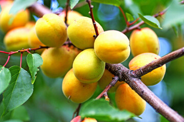 Ripe large yellow apricots hanging on a branch.