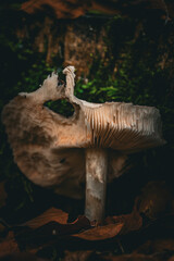 Magical autumn landscapes with colorful foliage, forest paths and golden light

