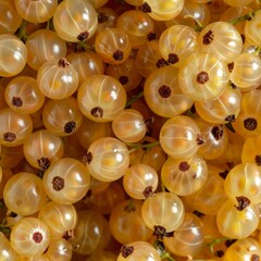 White currant texture background, Ribes nigrum fruits pattern, whitecurrant mockup, white berry