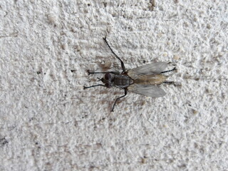 Arizona fly