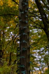 Fototapeta premium Magical autumn landscapes with colorful foliage, forest paths and golden light