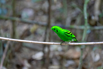 Green Broadbill, Asian Green Broadbill (Calyptomena viridis) bird watching in the forest.