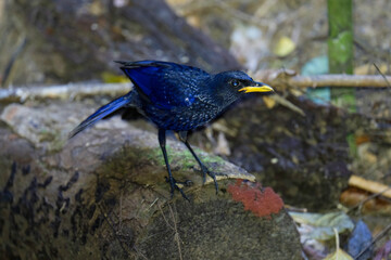 Blue Whistlingthrush (Myophonus caeruleus) bird watching in the forest.