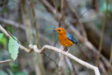 Orange-headed Thrush (Geokichla citrina ) on branch bird watching in the forest.