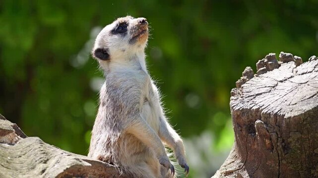 Closeup of a meerkat standing and looking around curiously between two wooden pices
