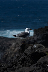 Stunning nature landscapes of Tenerife with ocean views, volcanic mountains and lush forests