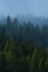 Stunning nature landscapes of Tenerife with ocean views, volcanic mountains and lush forests