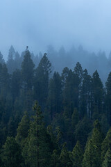 Stunning nature landscapes of Tenerife with ocean views, volcanic mountains and lush forests