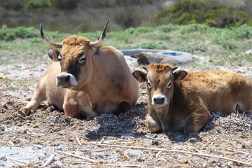 vaches corses à la plage