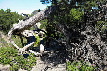 arbre tortueux
