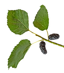  mulberry isolated on white background