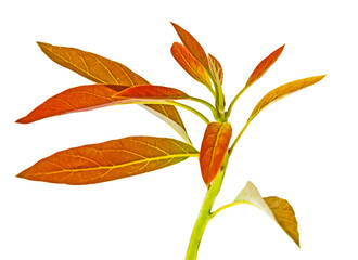 Close up of branch of avocado