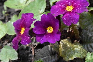 the Violet Primrose in Bloom