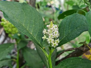 the Pokeweed in full Bloom 

