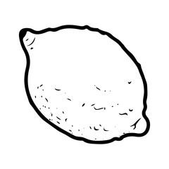 Whole lemon. Hand drawn doodle vector. Citrus sour fruit. Summer lime. Seasonal vitamin C. Fresh organic food. Berry with juicy pulp for lemonade. Illustration line art element.