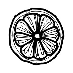 Round slice of citrus fruit. Hand drawn doodle vector. Summer sweet orange, mandarin, sour lemon, lime. Seasonal vitamin C. Fresh organic food. Berry with juicy pulp. Illustration line art element.