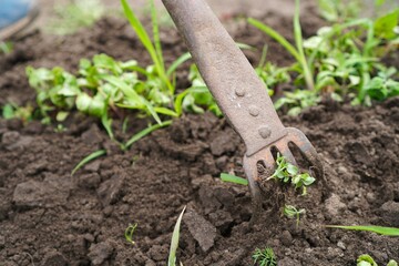 Close-up on Garden Metal Aged Garden Tool For Loosening Soil In Garden Bed While Growing Eco-Friendly Vegetables