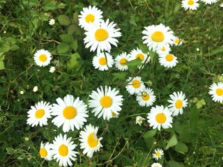 Field of daisies or common chamomile.