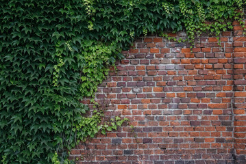 Nature's Embrace: Ivy-Covered Brick Wall in Urban Setting