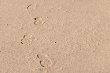 Footprints left on the sandy beach under gentle sunlight