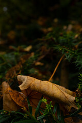 Magical autumn landscapes with colorful foliage, forest paths and golden light

