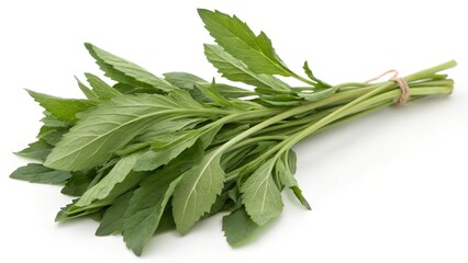 Fresh Epazote Herb Stems on White Background