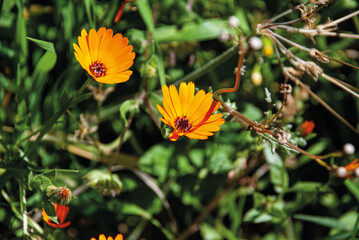 orange flower on a green background