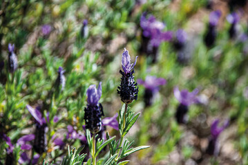 lavender in the field