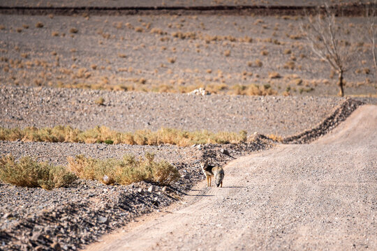 Jackal standing on a dirt road in La Puna, Argentina