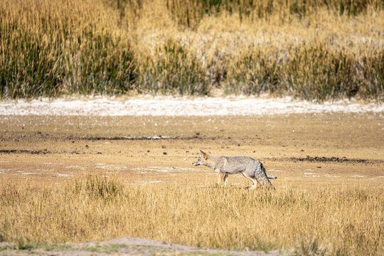 Jackal roaming in the natural landscape of La Puna