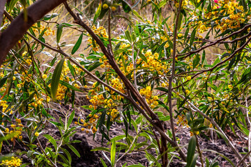 Acacia saligna pertenece a la familia de Mimosoideae.