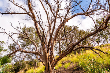 Paisaje en Puerto de la Cruz, Isla de Tenerife.