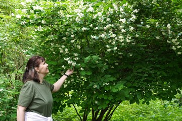 Happy woman admiring a large flowering shrub with white flowers of crown jasmine mock in summer while traveling through Europe in the botanical garden