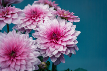 Pink flowers blossoming in vibrant spring bloom