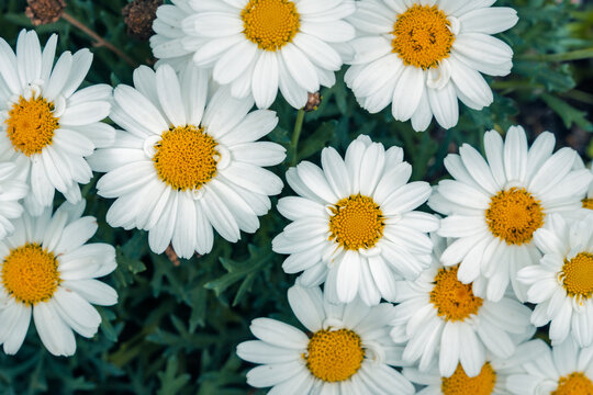 Bright white daisies in a lush spring garden
