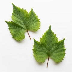 Fototapeta premium Grape leaves composite. White background