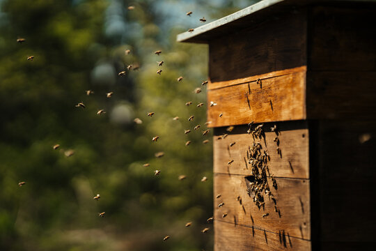 Honey bees swarming around rustic wooden beehive