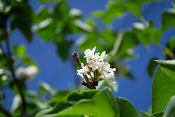 White lilac blossoms on the shore. Spring. Lilac.