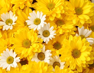 Fototapeta premium Close-up of yellow and white flowers (1)