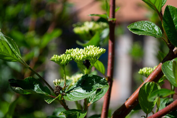 flower in the garden. green leaves on a branch