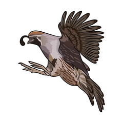 quail hunting illustration logo vector image t shirt